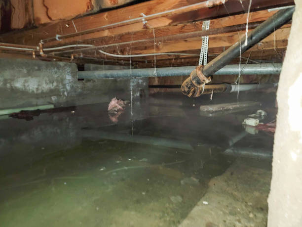 Best Mold removal after water damage  in Sturgis, MI